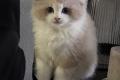 Wunderschöner Ragdoll Kater – Seal Bicolour – mit Stammbaum