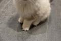 Wunderschöner Ragdoll Kater – Seal Bicolour – 