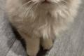 Wunderschöner Ragdoll Kater – Seal Bicolour – 