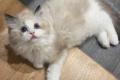 Wunderschöner Ragdoll Kater – Seal Bicolour – 