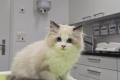 Wunderschöner Ragdoll Kater – Seal Bicolour – 