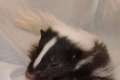 Wurfankündigung 2012 Stinktier Skunk Streifenskunk Welpen Babys