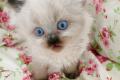 Wurfankündigung Perser Kitten mit Nase in drei 