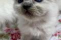 Wurfankündigung Perser Kitten mit Nase in drei 
