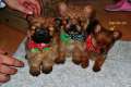 Yorkshire Terrier miniatur - Spitz Mischling Welpe