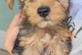 Yorkshire terrier welpe
