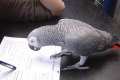 Zärtlich afrikanischen grauen Papageien von