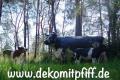 Zwei Deko Kälbchen und eine Deko Kuh lebensgross