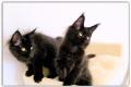 Zwei Maine Coon Kätzchen black solid.