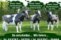 Zwei x Holstein - Friesian deko Kuh &. Deko Kalb lebensgroß